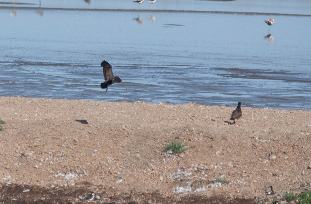 Black Oystercatcher - ML638457974