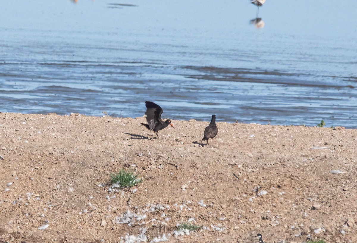 Black Oystercatcher - ML638457975