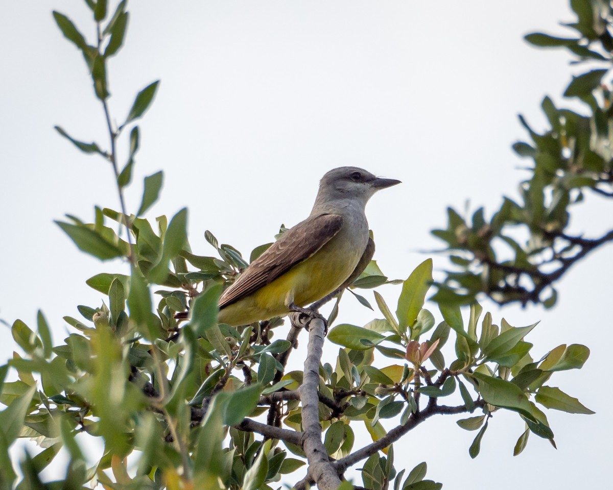 Western Kingbird - ML638457978