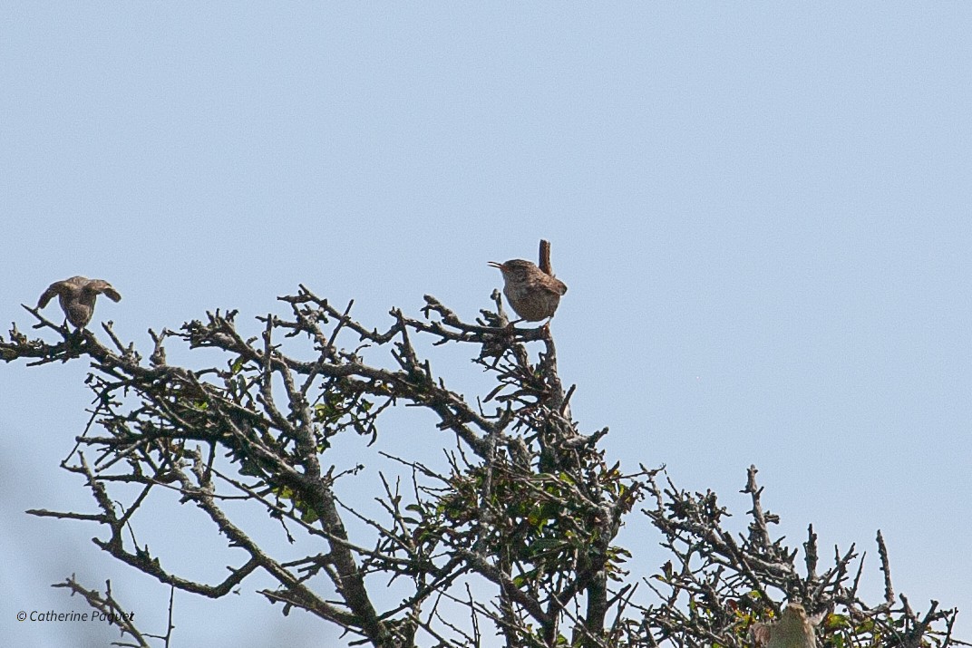 Eurasian Wren - ML638457988