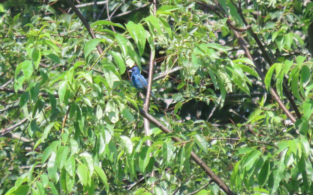 Indigo Bunting - ML638457992