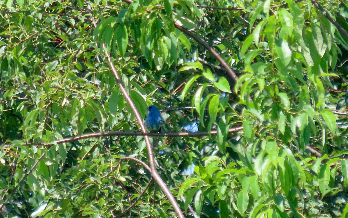Indigo Bunting - ML638457996