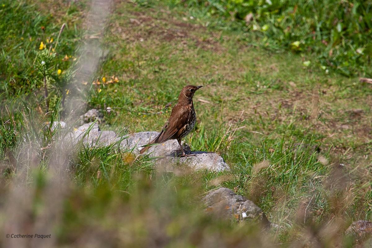 Song Thrush - ML638457997