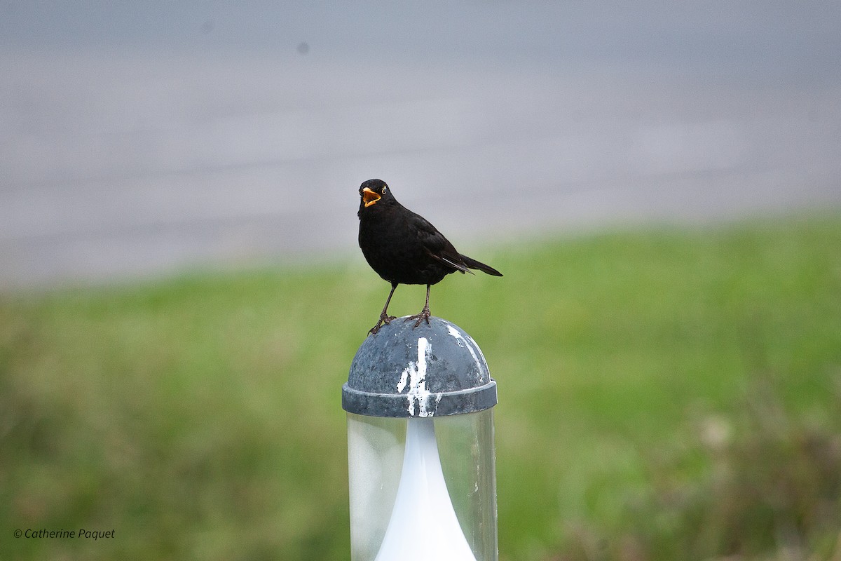 Eurasian Blackbird - ML638458001