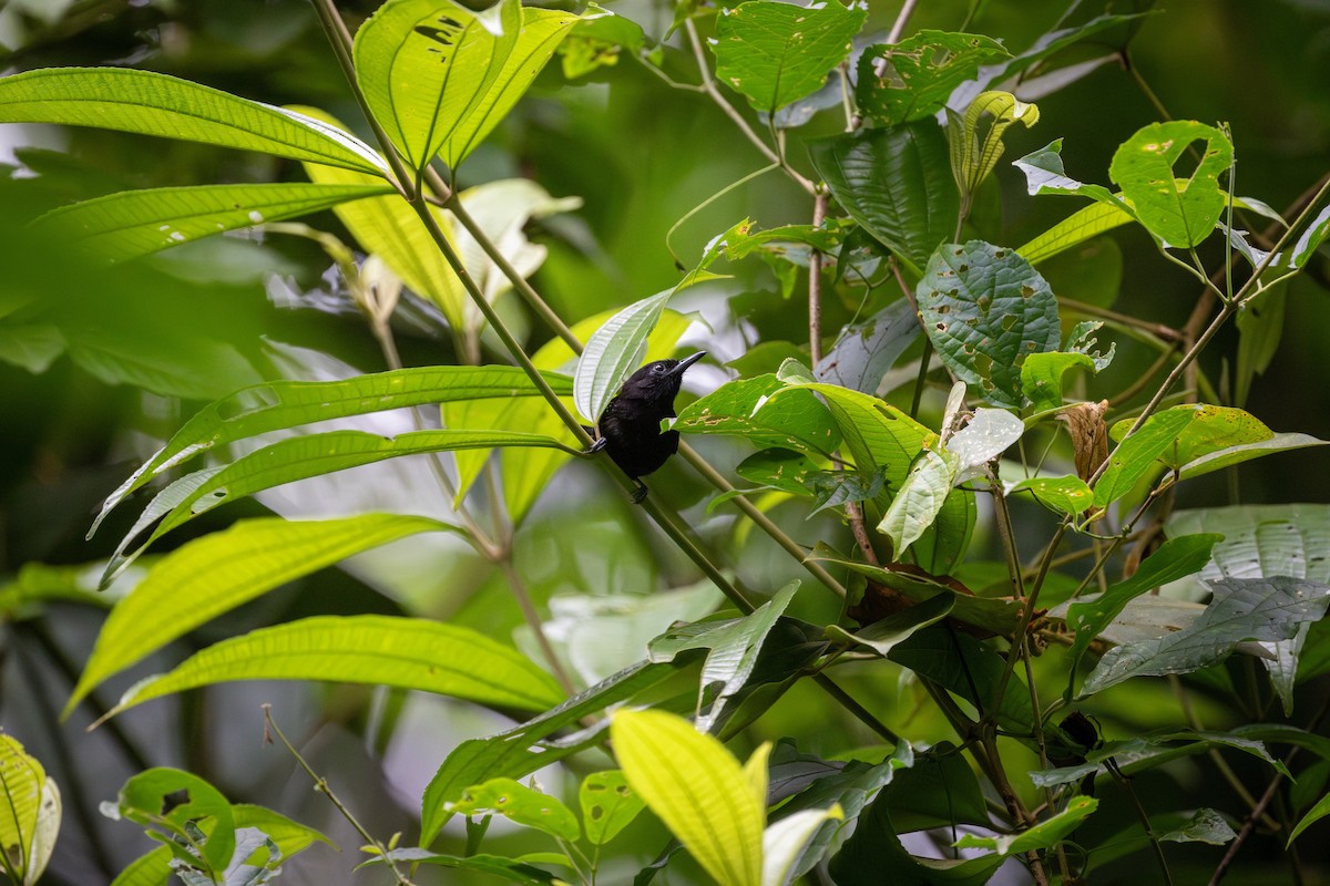 Dot-winged Antwren - ML638458005