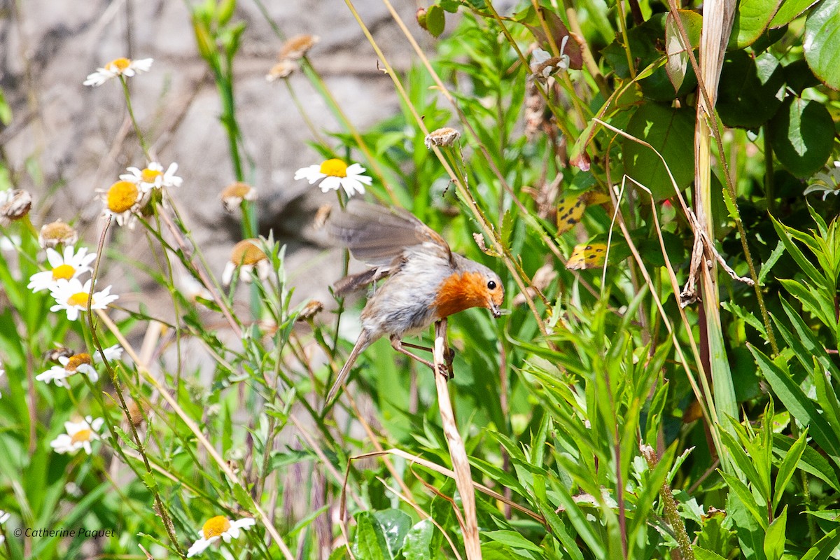 European Robin - ML638458031