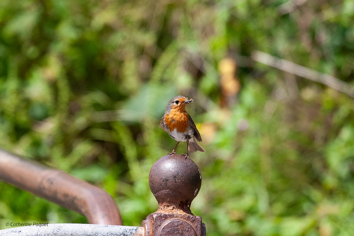 European Robin - ML638458032