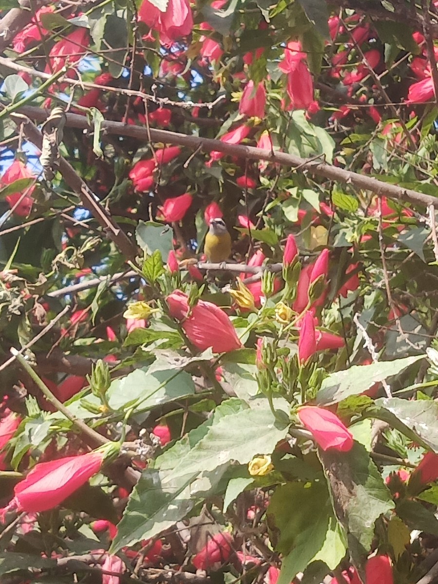 Bananaquit - ML638458087