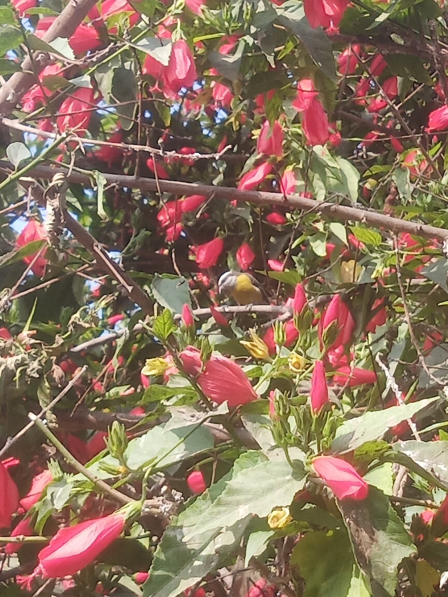 Bananaquit - ML638458088
