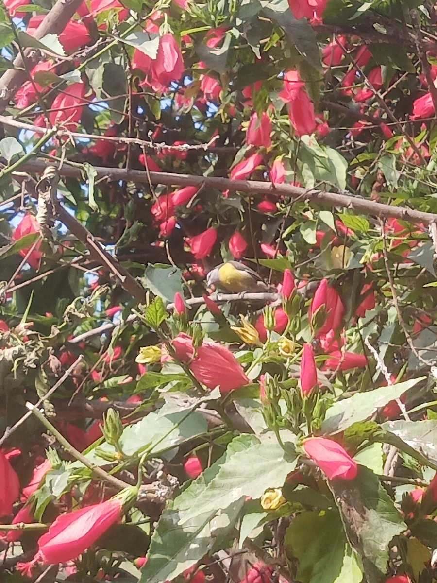 Bananaquit - ML638458090