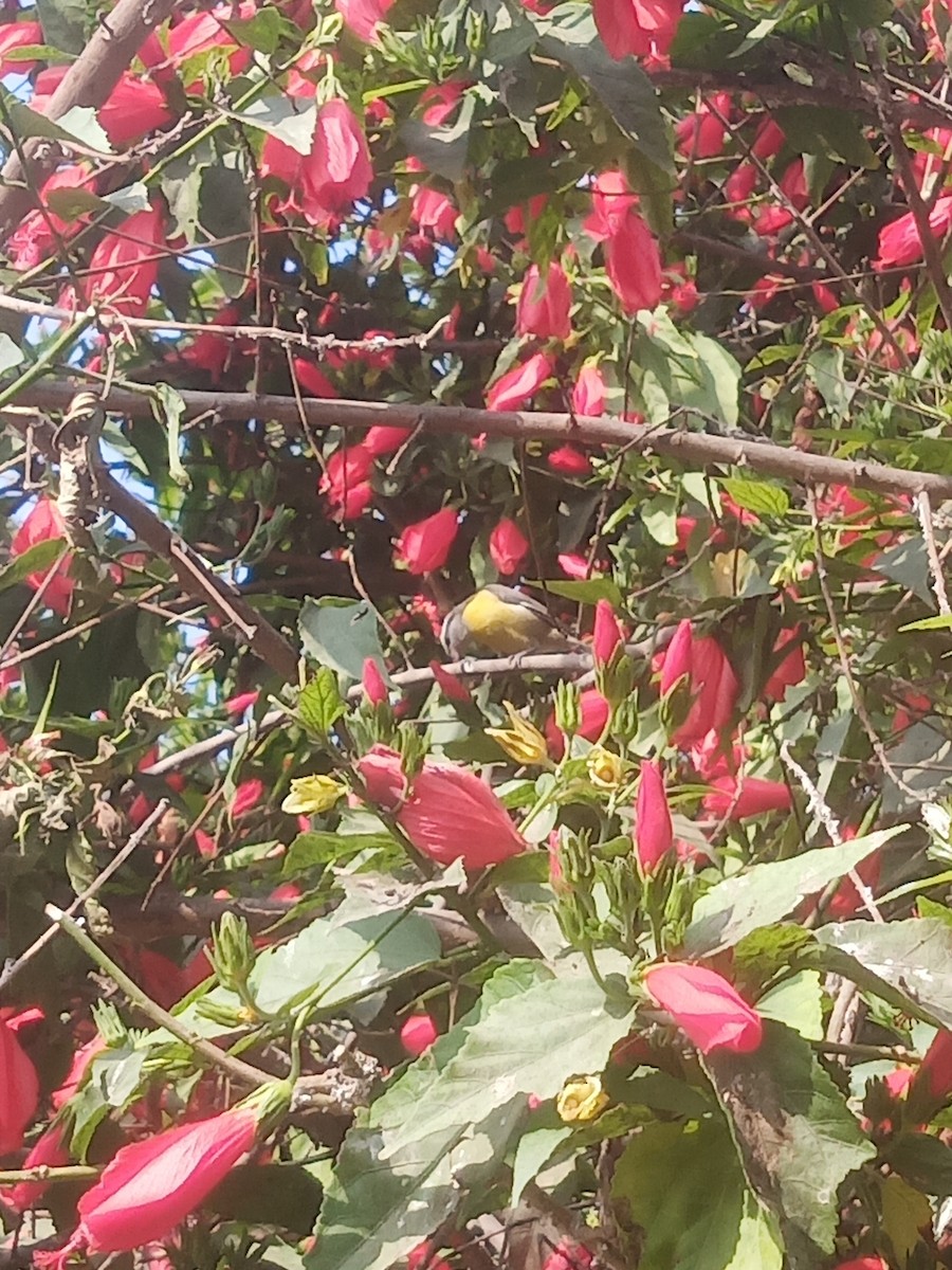 Bananaquit - ML638458094