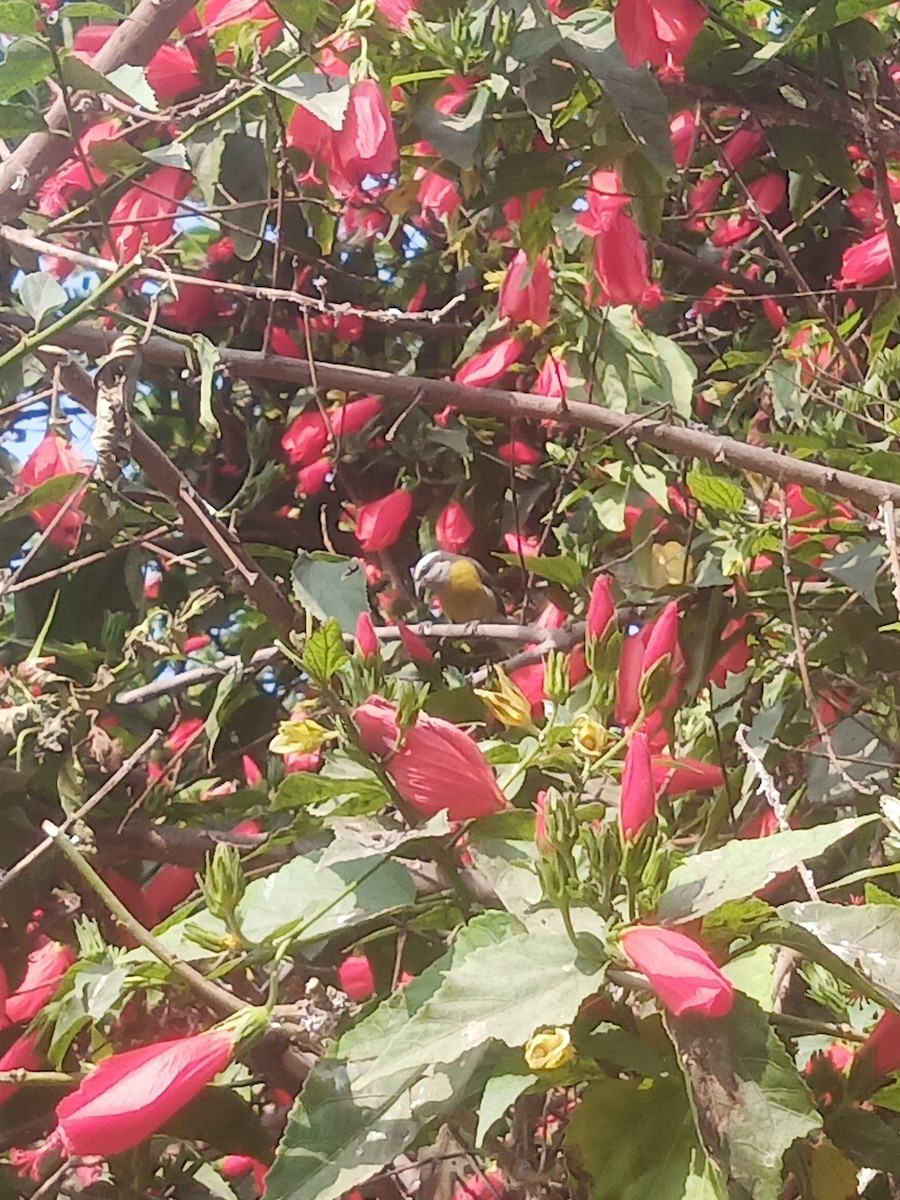 Bananaquit - ML638458095