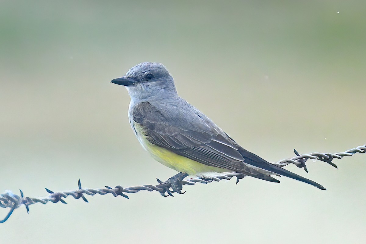 Western Kingbird - ML638458168