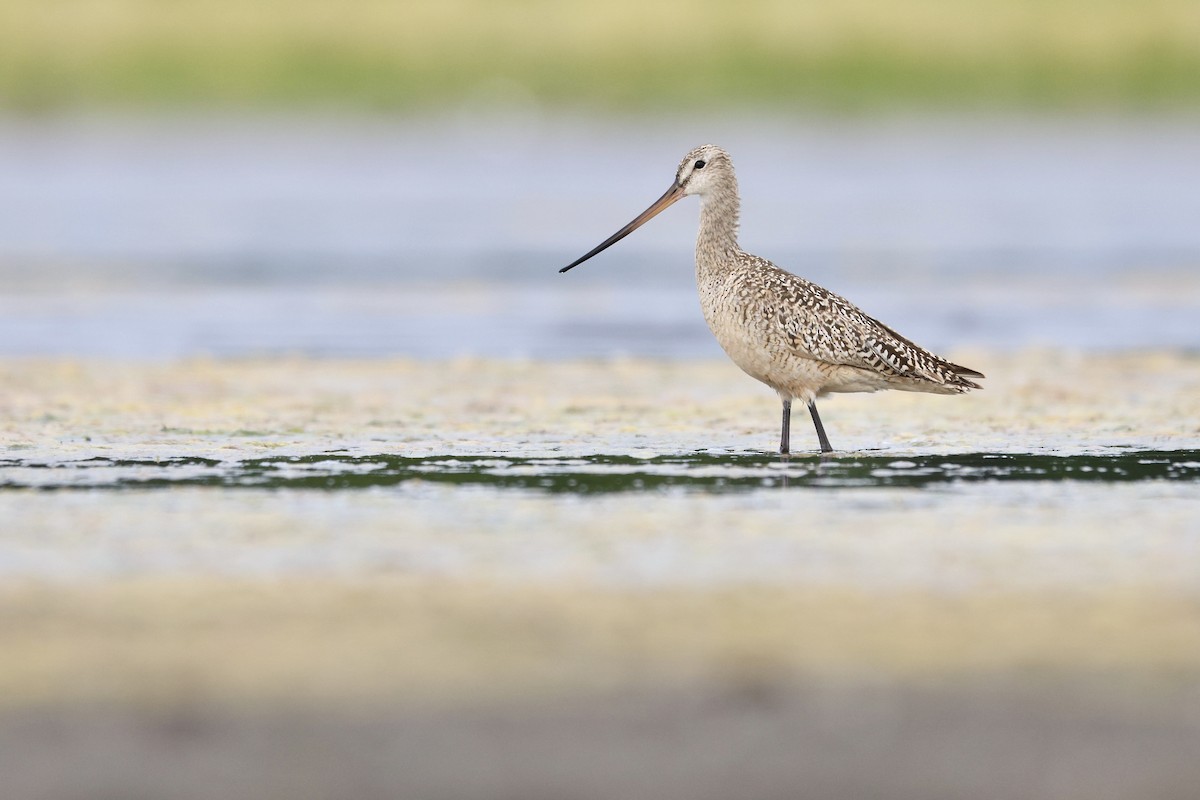 Marbled Godwit - ML638458207