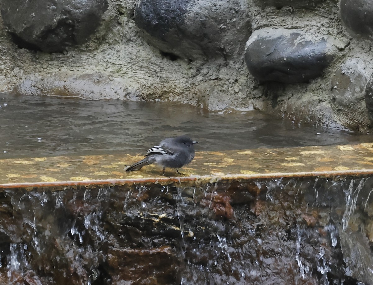 Black Phoebe (White-winged) - ML638458213