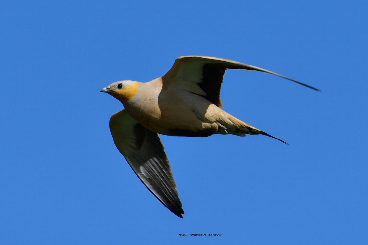 Spotted Sandgrouse - ML638458260