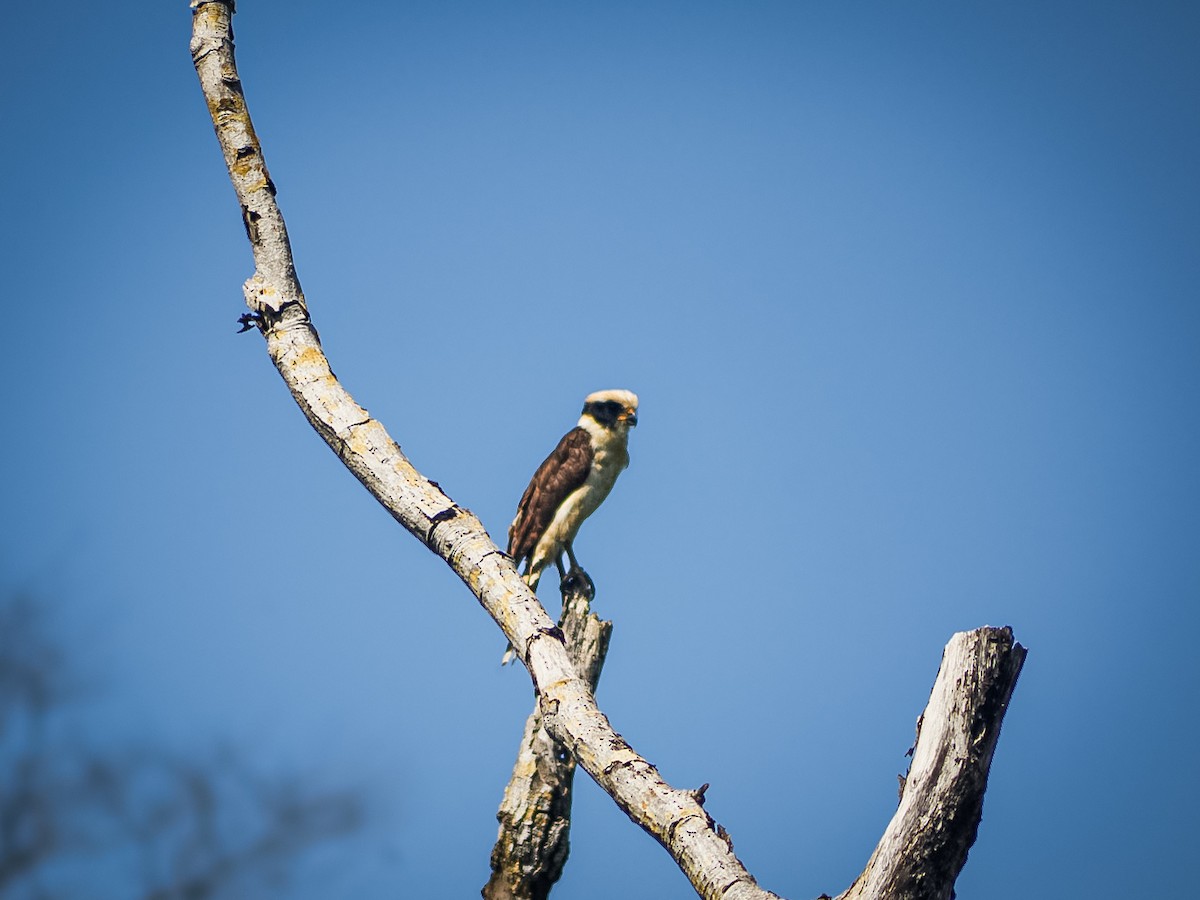 Laughing Falcon - ML638458276