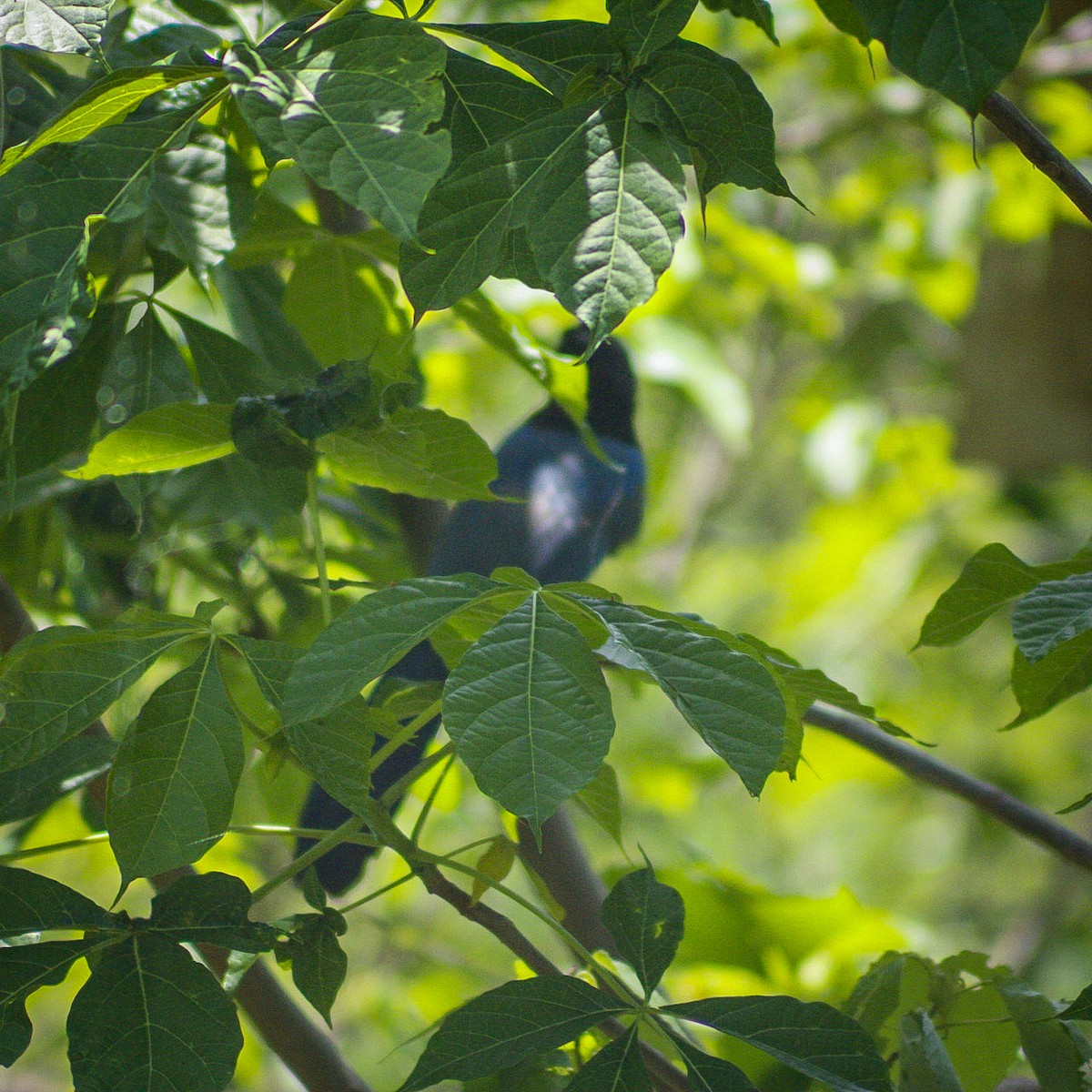 San Blas Jay - ML638458290