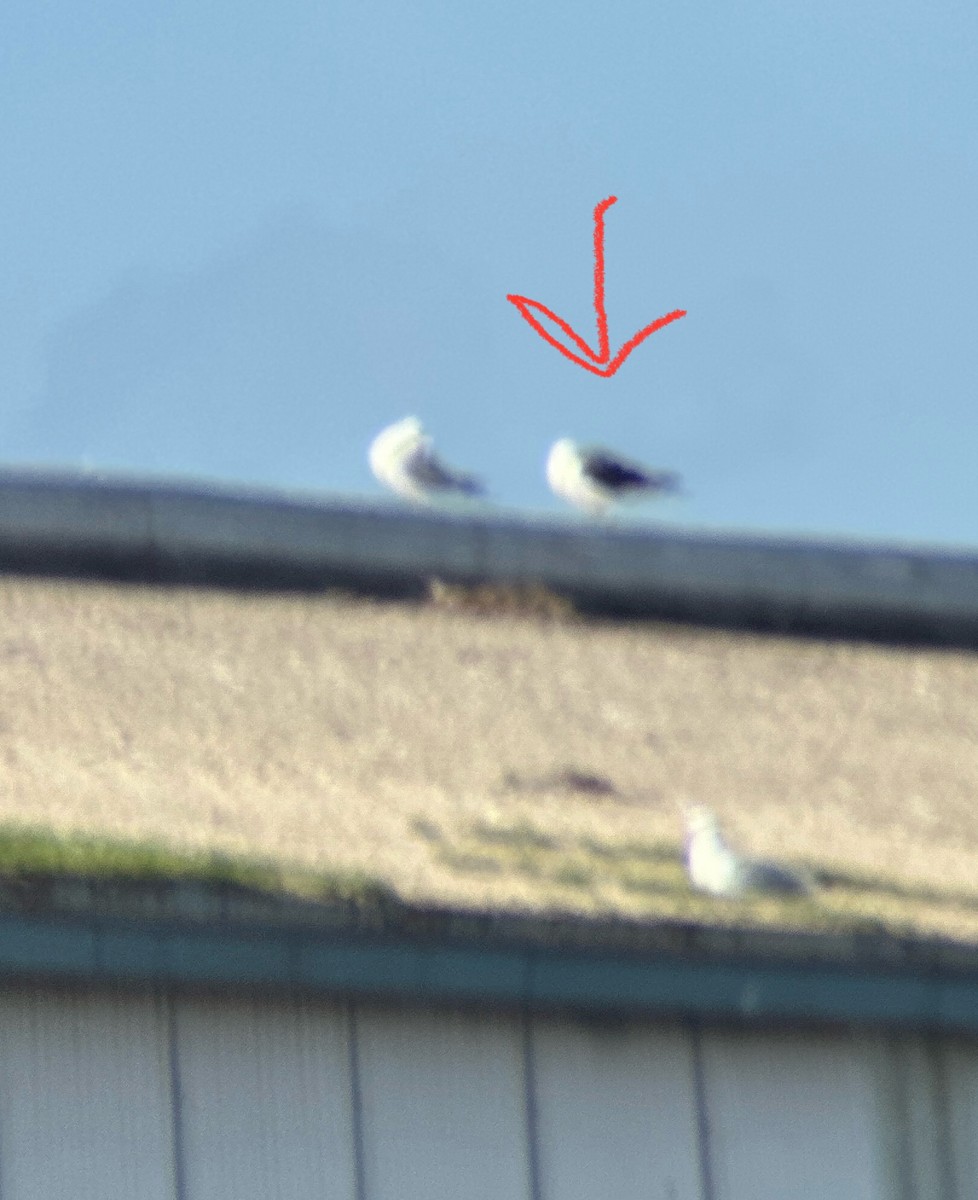 racek jižní - ML638458333