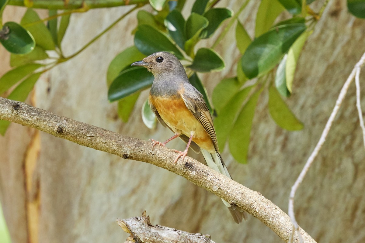 White-rumped Shama (White-rumped) - ML638458344