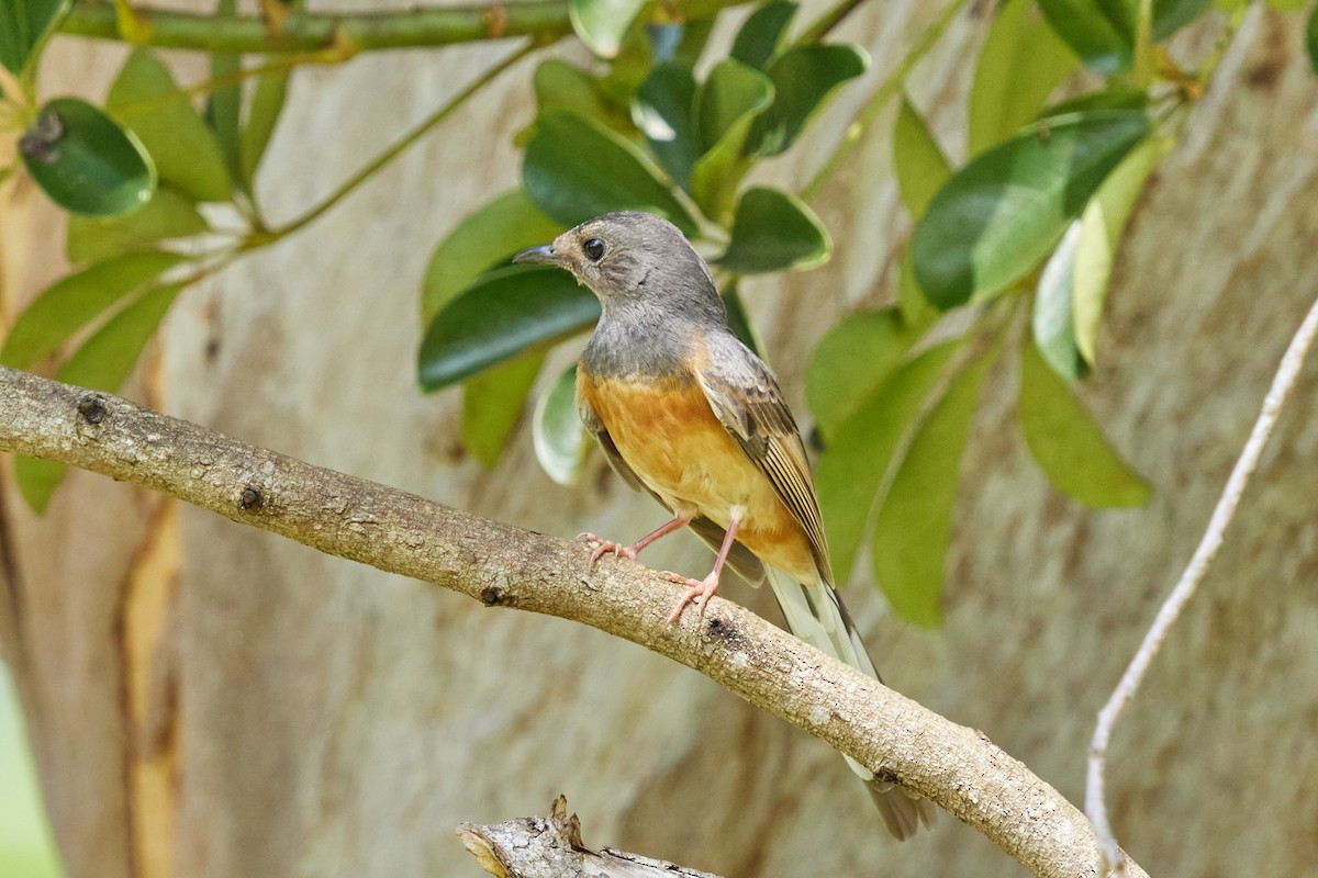 White-rumped Shama (White-rumped) - ML638458345