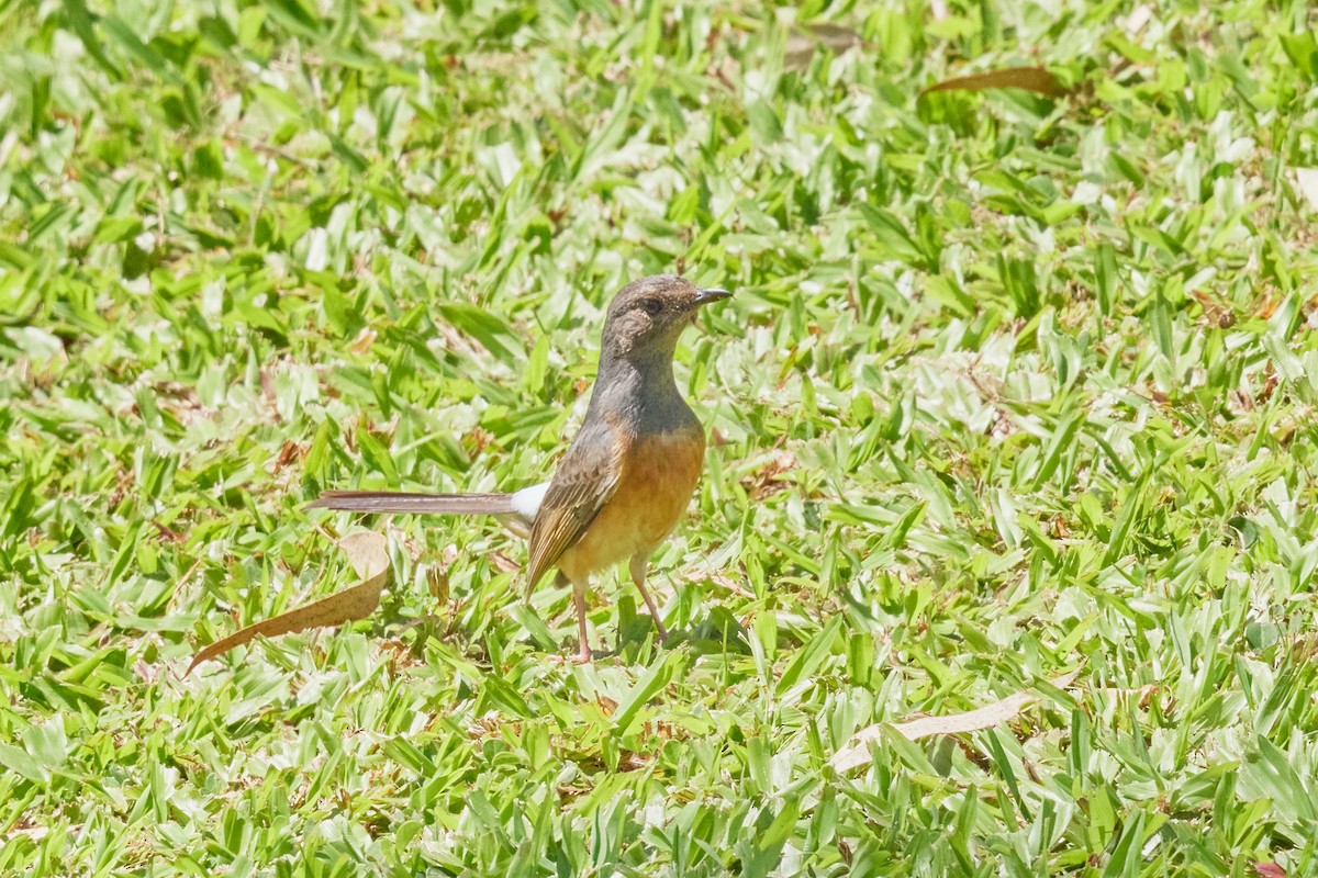 White-rumped Shama (White-rumped) - ML638458346
