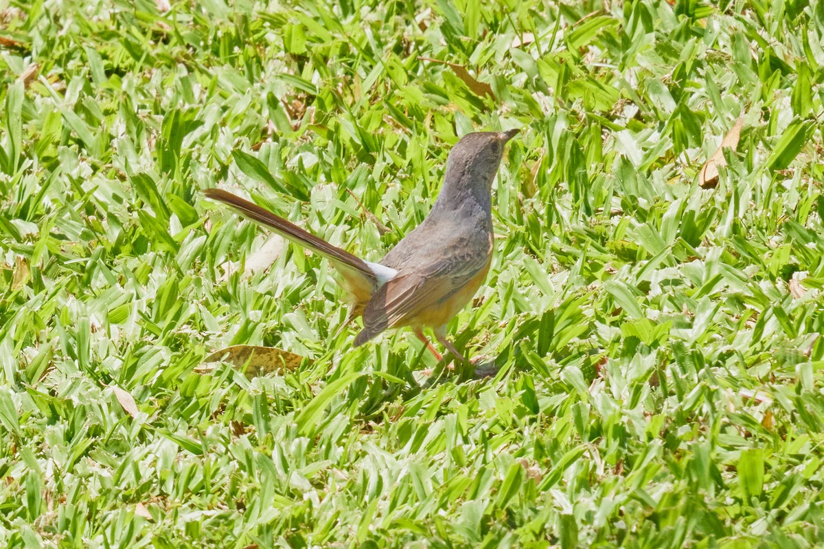 White-rumped Shama (White-rumped) - ML638458347