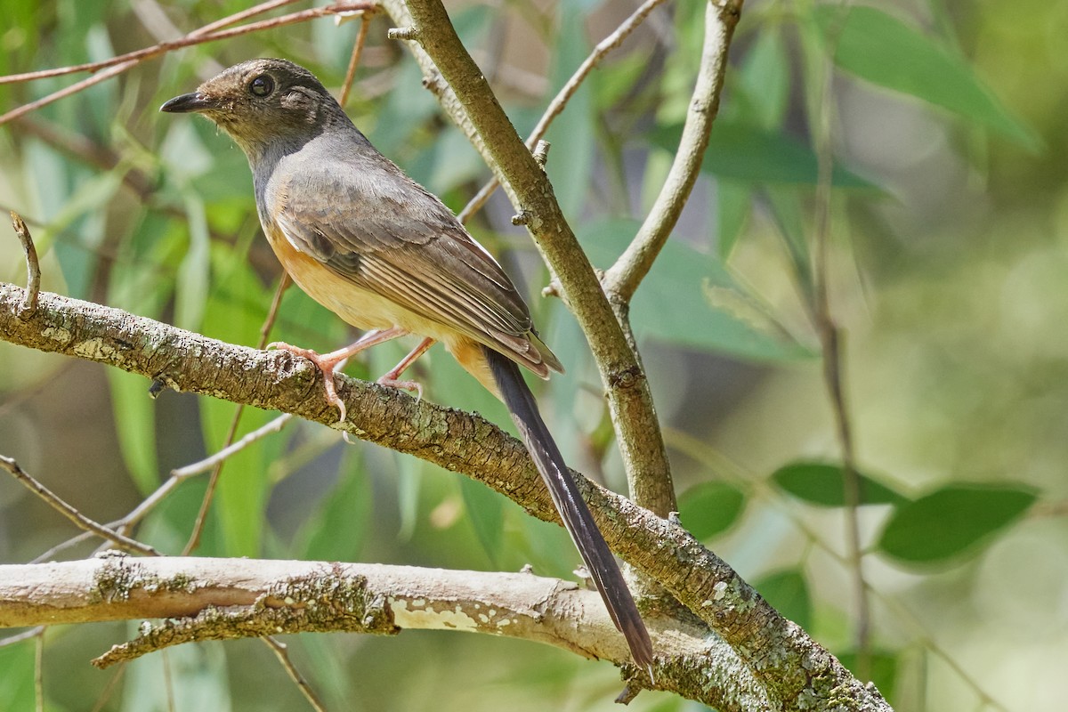 White-rumped Shama (White-rumped) - ML638458349