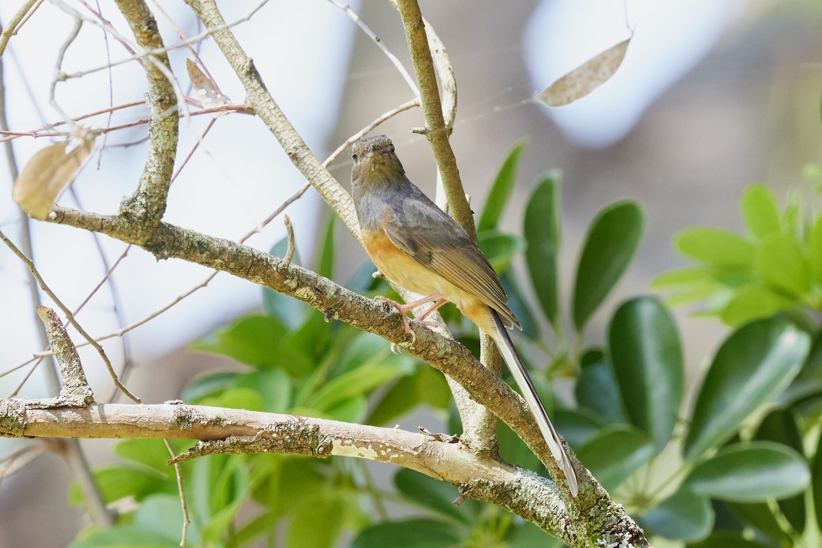 White-rumped Shama (White-rumped) - ML638458351