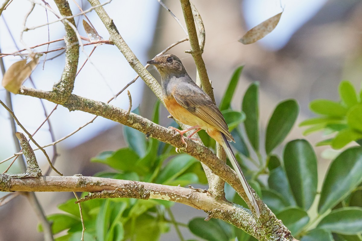 White-rumped Shama (White-rumped) - ML638458352