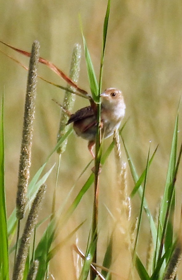Sedge Wren - ML638458404