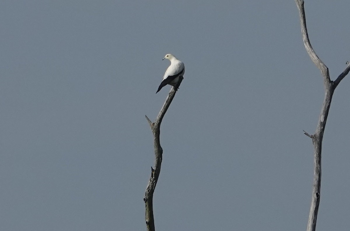 Pied Imperial-Pigeon - ML638458406