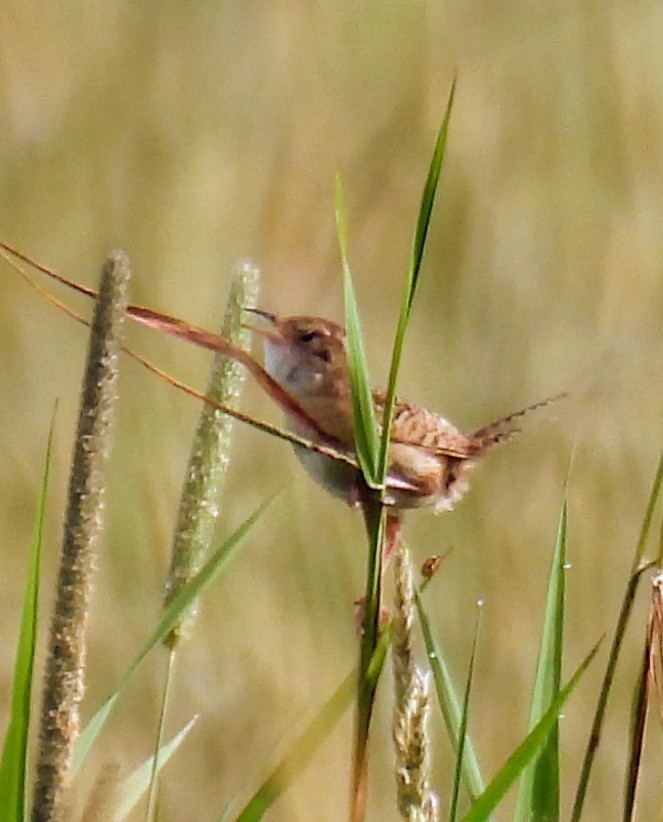Sedge Wren - ML638458413