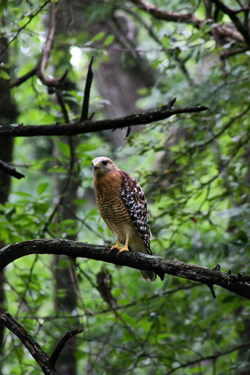 Red-shouldered Hawk - ML638458419