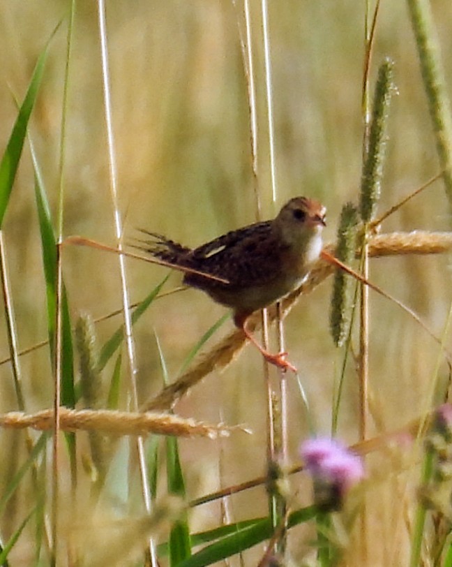 Sedge Wren - ML638458425