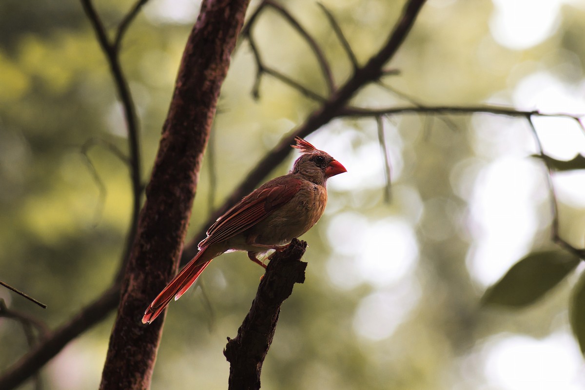 Northern Cardinal - ML638458427