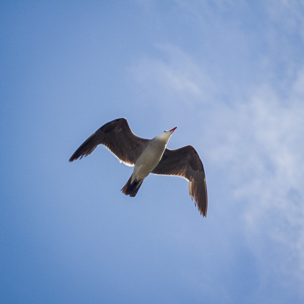 Heermann's Gull - ML638458444