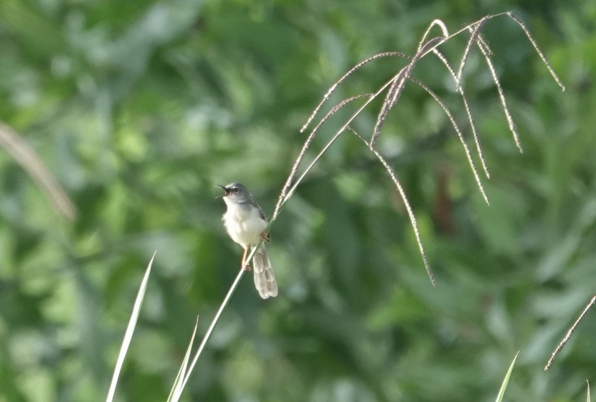 Yellow-bellied Prinia (Yellow-bellied) - ML638458456