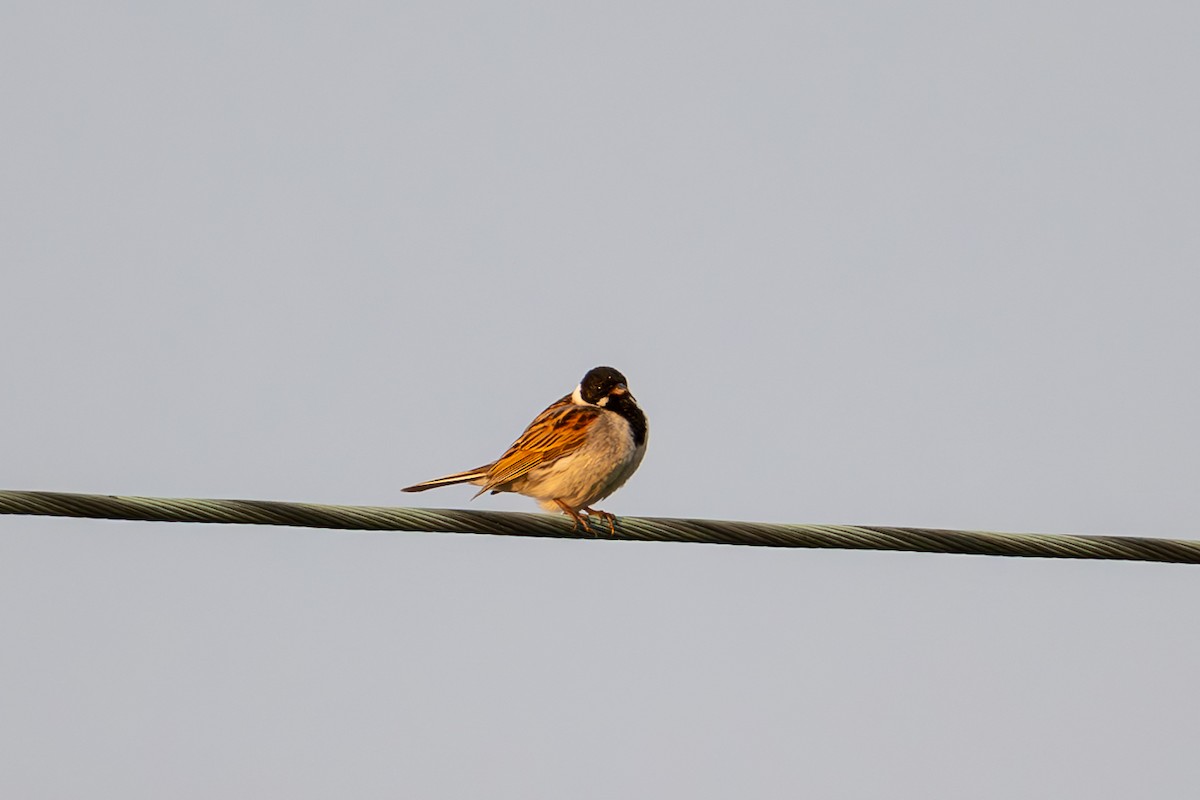 Reed Bunting - ML638458488