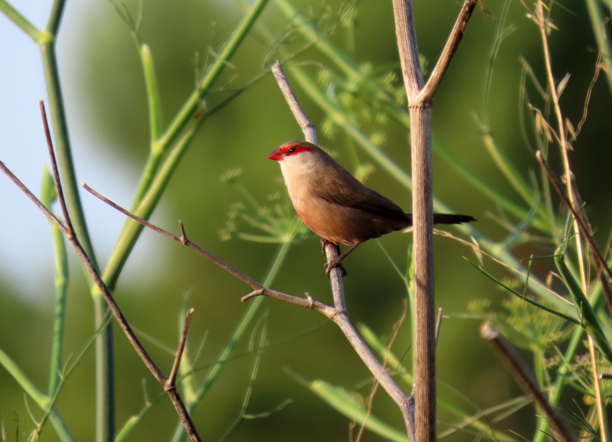 Common Waxbill - ML638458585