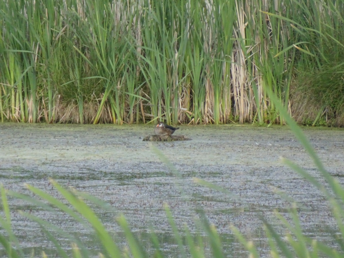Wood Duck - ML638458588