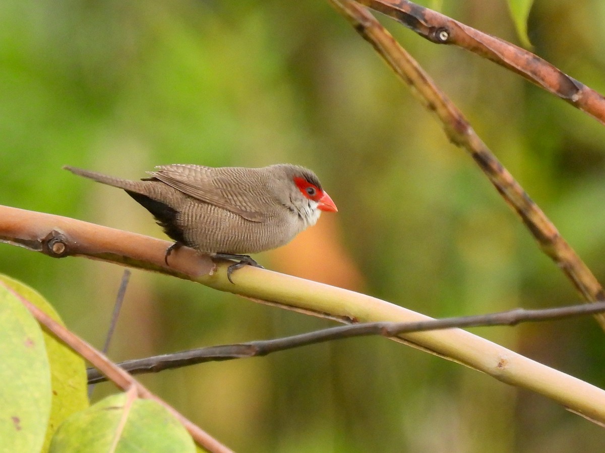 Common Waxbill - ML638458620