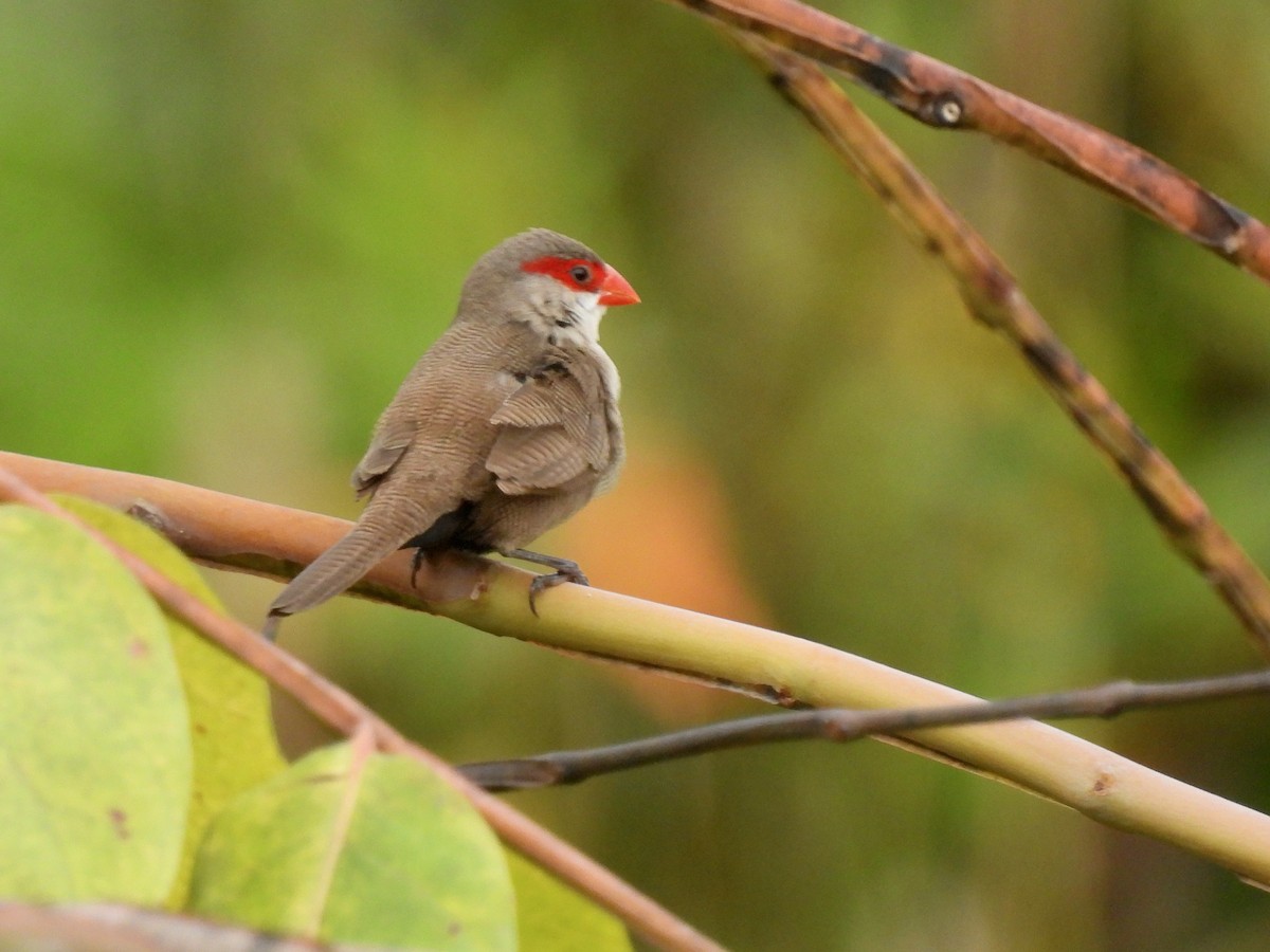 Common Waxbill - ML638458626