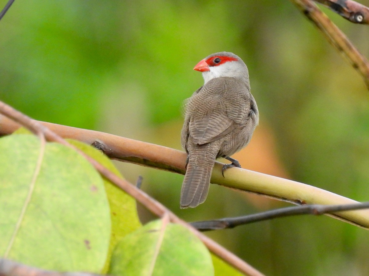 Common Waxbill - ML638458628