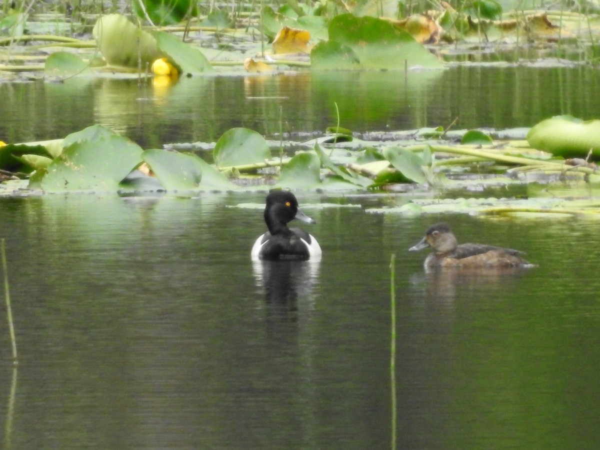 Ring-necked Duck - ML638458660