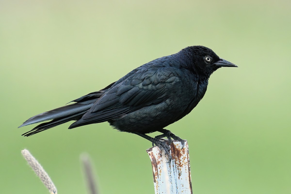 Brewer's Blackbird - ML638458665