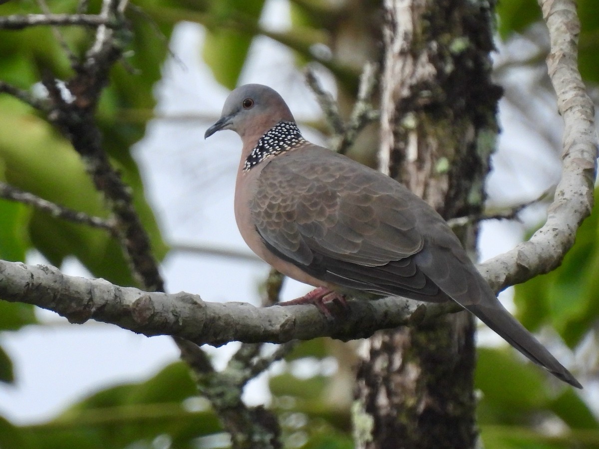 Spotted Dove - ML638458666