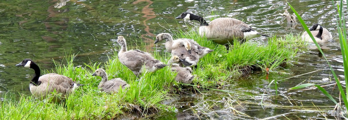 Canada Goose - ML638458701