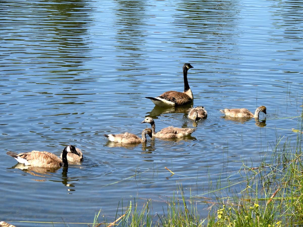Canada Goose - ML638458703