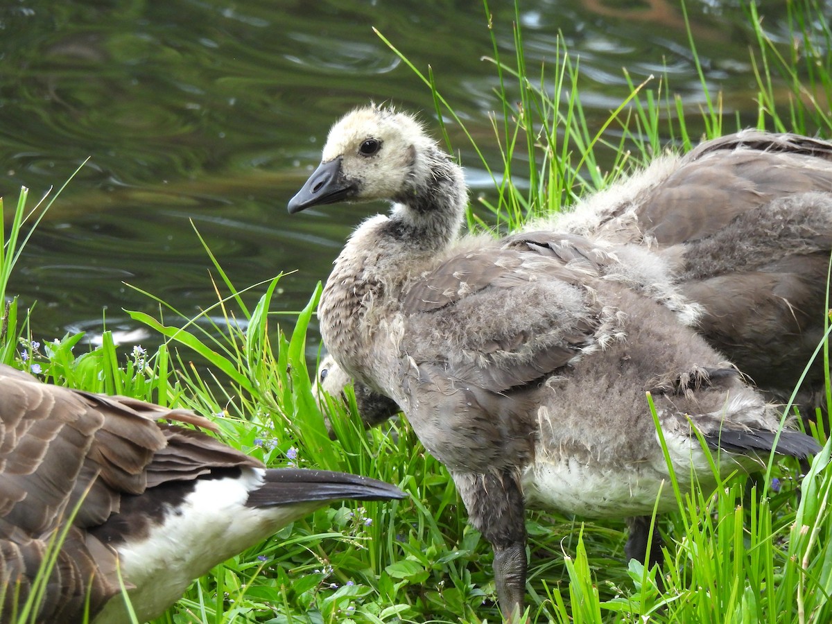Canada Goose - ML638458704